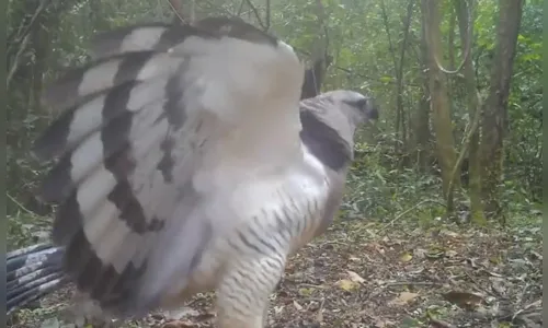 Águia rara é flagrada por câmera no Parque Nacional do Iguaçu no PR; veja