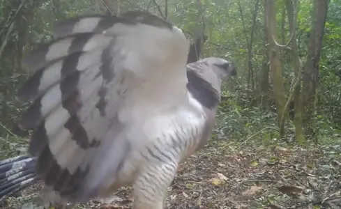 Espécie é considerada “irmã” da harpia