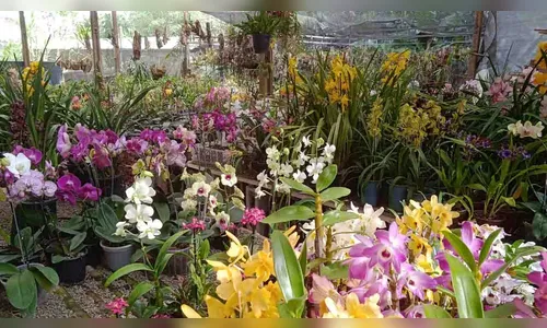 Exposição reúne orquídeas, rosas do deserto e suculentas