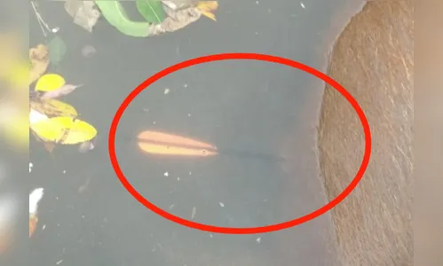 Capivara é encontrada morta com flecha no corpo em Apucarana