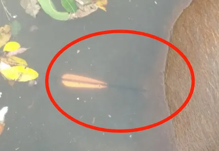 Flecha estava no corpo do animal que boiava na água do lago