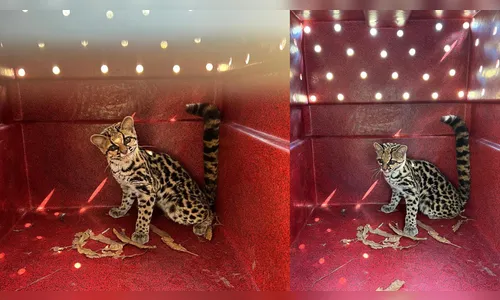Gato-maracajá invade chácara e abate galinhas em Arapongas; veja