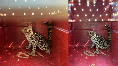 Gato-maracajá invade chácara e abate galinhas em Arapongas; veja