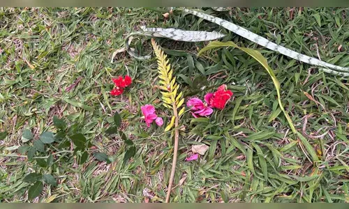 Homem é flagrado danificando flores em residência de Ivaiporã