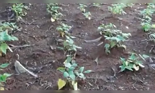 Homem invade casa em Rio Branco do Ivaí e planta feijão no quintal