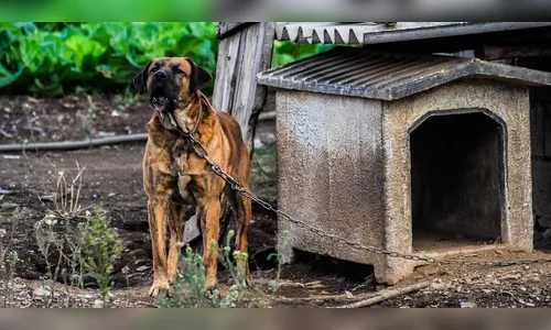 Criança passa por cirurgia após ser atacada por cão em Novo Itacolomi