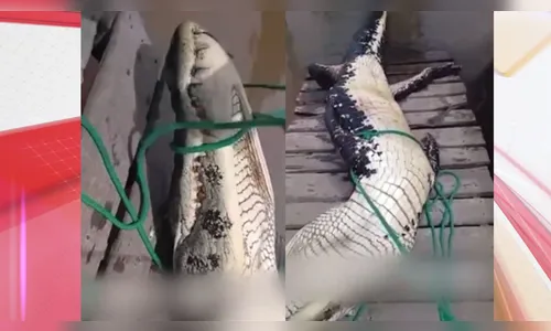 Homem tem mão dilacerada por jacaré ao se banhar em rio