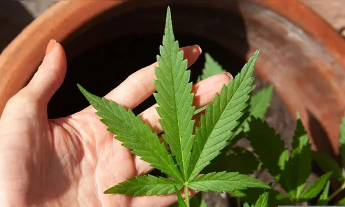 Apucaranense ganha na Justiça direito de plantar e usar maconha