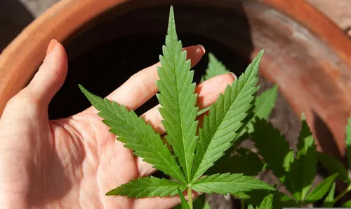 Justiça Federal concedeu habeas corpus com salvo-conduto que permite a paciente direito de plantar, colher e extrair canabidiol para uso medicinal