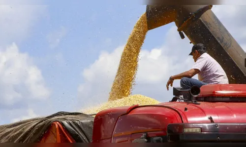 Milho safrinha deve movimentar mais de R$ 1 bilhão na região