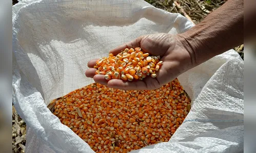 Cinco pessoas são detidas por furto de milho em Mauá da Serra