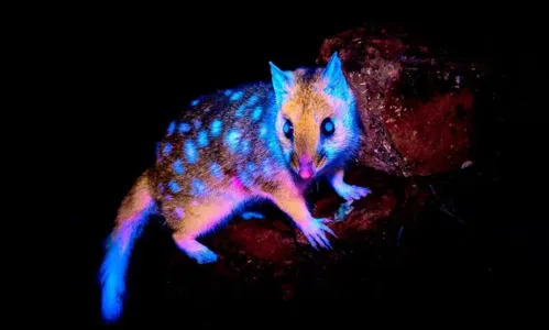 Marsupial que brilha no escuro é visto pela 1ª vez na Tasmânia