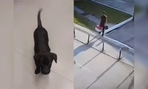 Passageiro abandona cachorro em aeroporto de Florianópolis e é preso