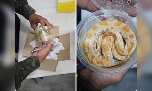 Cobra exótica é encontrada dentro de caixa de entrega dos correios