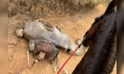 O que se sabe sobre o caso do cavalo que teve as patas cortadas