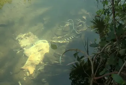 O material foi retirado do lago e encaminhado para análise de especialistas