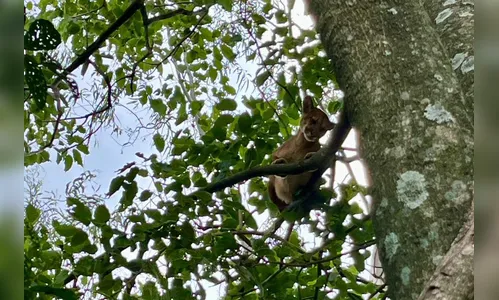 O que fazer se encontrar uma onça ou outro felino silvestre?