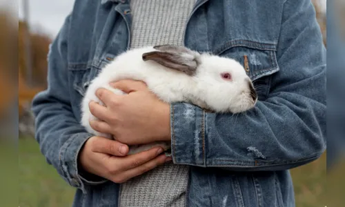 Zoológico da Dinamarca pede pets como alimento e gera revolta