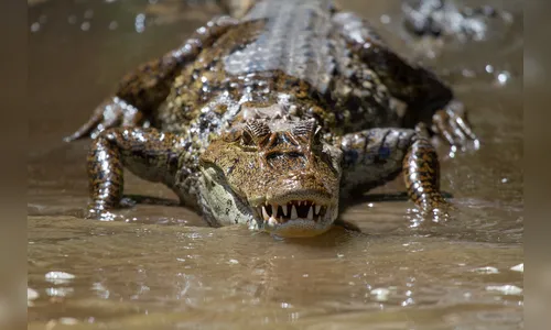 Homem morre devorado por crocodilo na frente da família