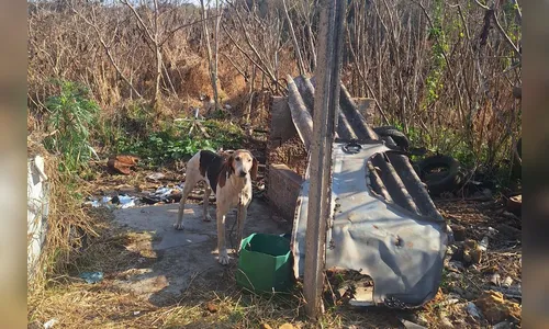 Polícia Civil resgata 11 cachorros vítimas de maus-tratos no Paraná