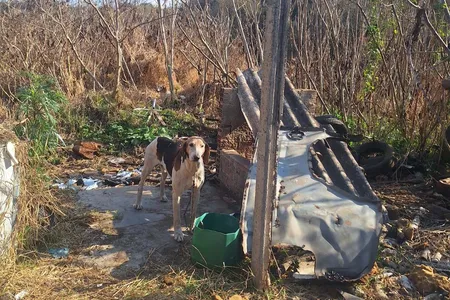 Operação ocorreu em Piraí do Sul