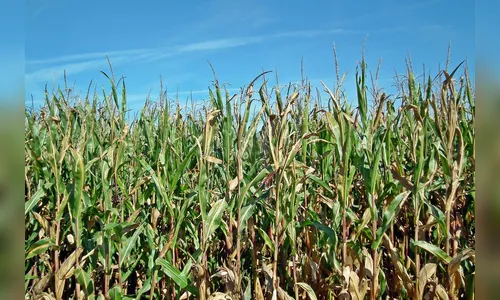 Família de Kaloré denuncia vizinho por apropriação de propriedade