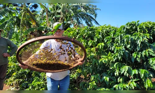 Tarifaço deixa cafeicultura em alerta na região em plena safra
