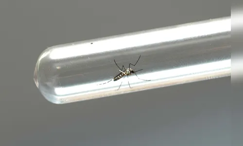 Arapongas tem 1.396 casos confirmados de dengue e sete de chikungunya