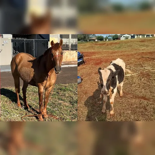 Arapongas procura informações sobre tutor de cavalo e bezerro