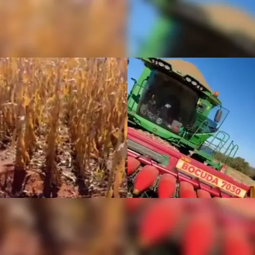 Enquanto colhiam com máquina, homens acham cadáver no meio da roça