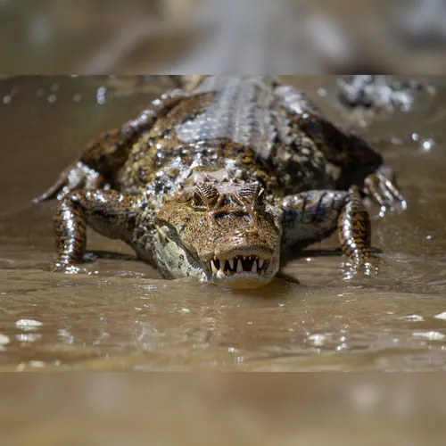Homem morre devorado por crocodilo na frente da família