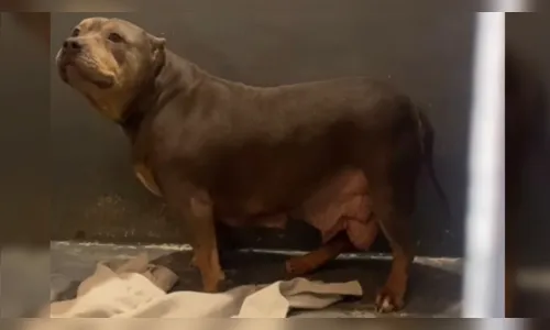 Canil clandestino com cães de raça é descoberto em Santa Catarina