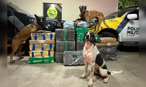 PMPR apreende 430 quilos de drogas em ações distintas; veja vídeo