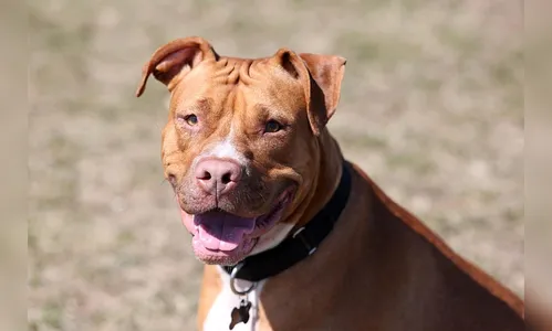 Pitbull arranca couro cabeludo de criança em ataque no Paraná