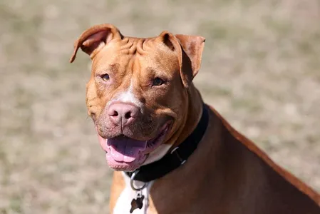 A babá conseguiu conter o pitbull mas também acabou ferida