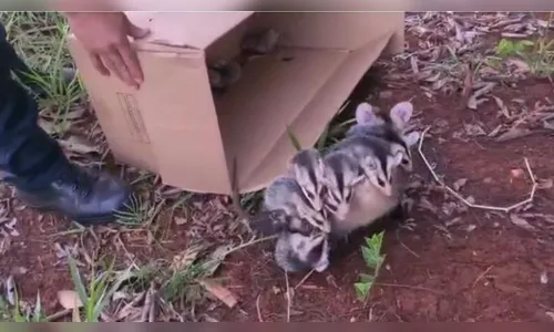 Gambá-de-orelha-branca com 11 filhotes é capturado em Arapongas