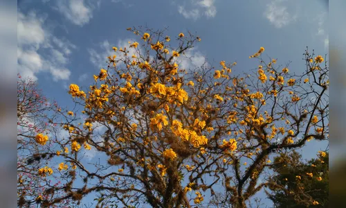 Primavera começa segunda-feira com temperaturas altas e tempestades