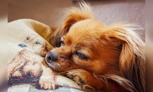 Chihuahua desmaia após consumir cocaína e é levado para a emergência