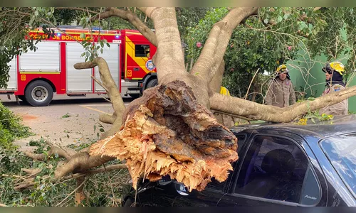 Árvore cai e atinge carro em bairro de Apucarana; veja