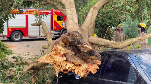 Árvore cai e atinge carro em bairro de Apucarana; veja