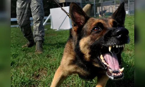 Especialista ensina técnicas para se proteger e evitar ataques de cães