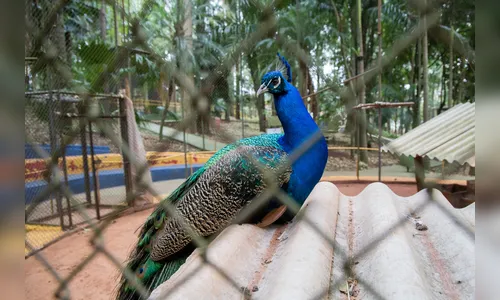 Apucarana busca licença no Ibama para voltar a abrigar animais silvestres no Bosque Municipal