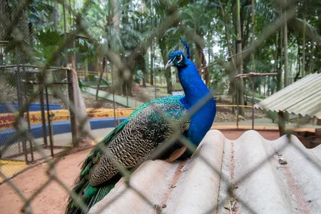 Bosque Municipal vai receber melhorias