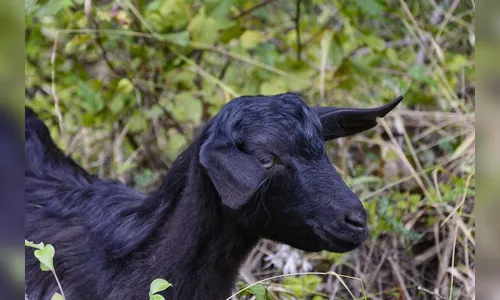 Rottweiler e cabrita de estimação teriam sido envenenados em Jandaia