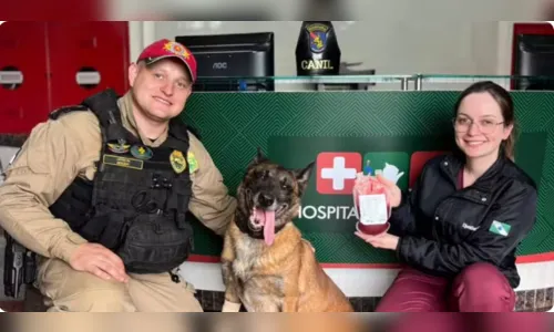 Cão policial doa sangue e ajuda a salvar cadela atropelada em Cascavel