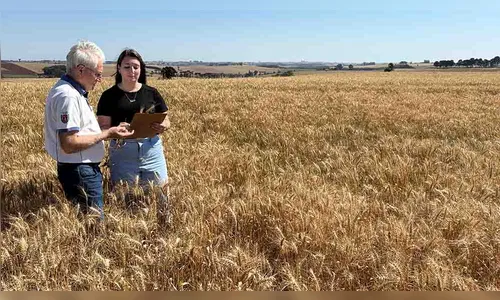 Colheita do trigo está sendo iniciada nos municípios do Vale do Ivaí