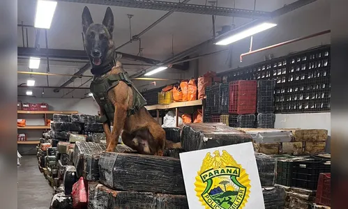Companhia com Cães da PMPR causa prejuízo de R$ 300 milhões ao crime