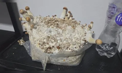 Operação descobre centro de cultivo de 