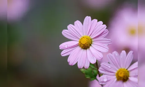 Menina de 5 anos morre em Apucarana e gera comoção
