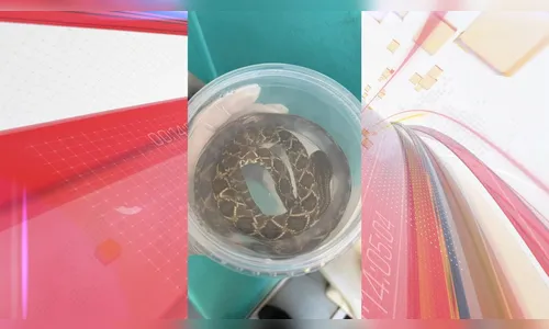 Homem é picado por cobra pela quarta vez no PR